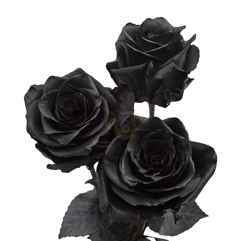 Black Spray Tinted Roses 3