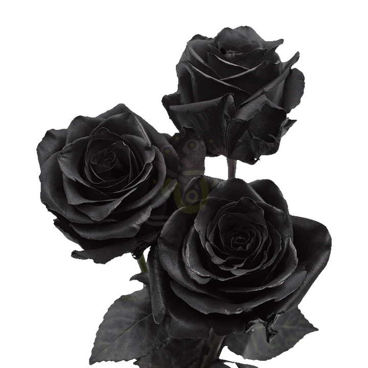 Black Spray Tinted Roses 3