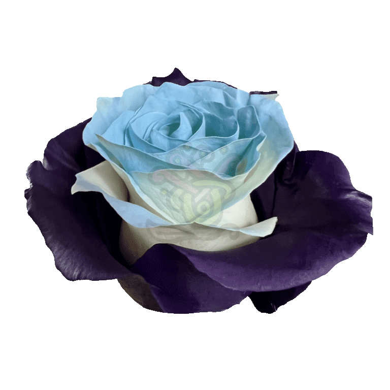 Bleu Lavende Tinted Roses 2