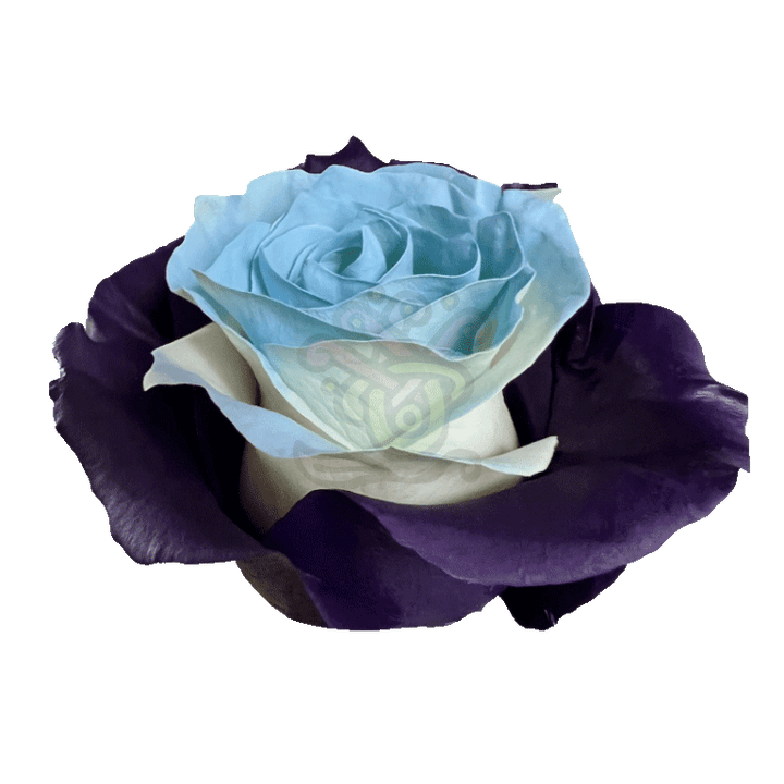 Bleu Lavende Tinted Roses 2