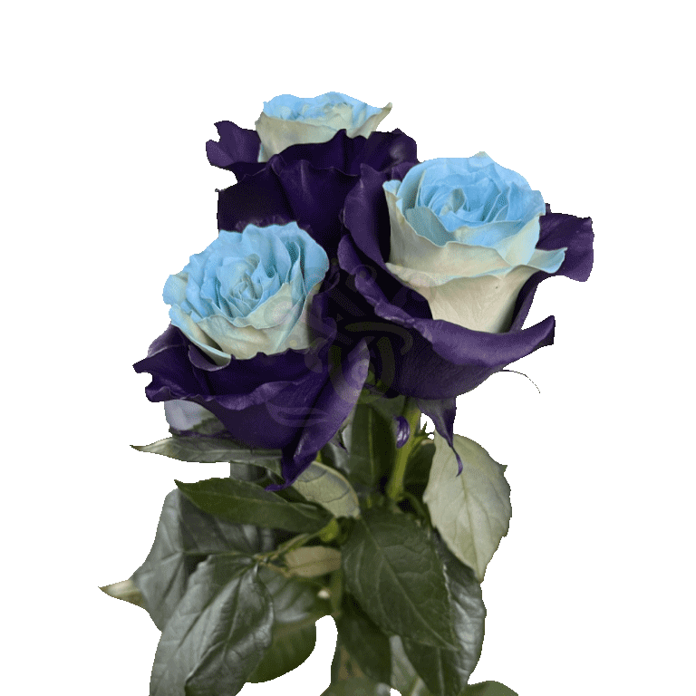 Bleu Lavende Tinted Roses 3
