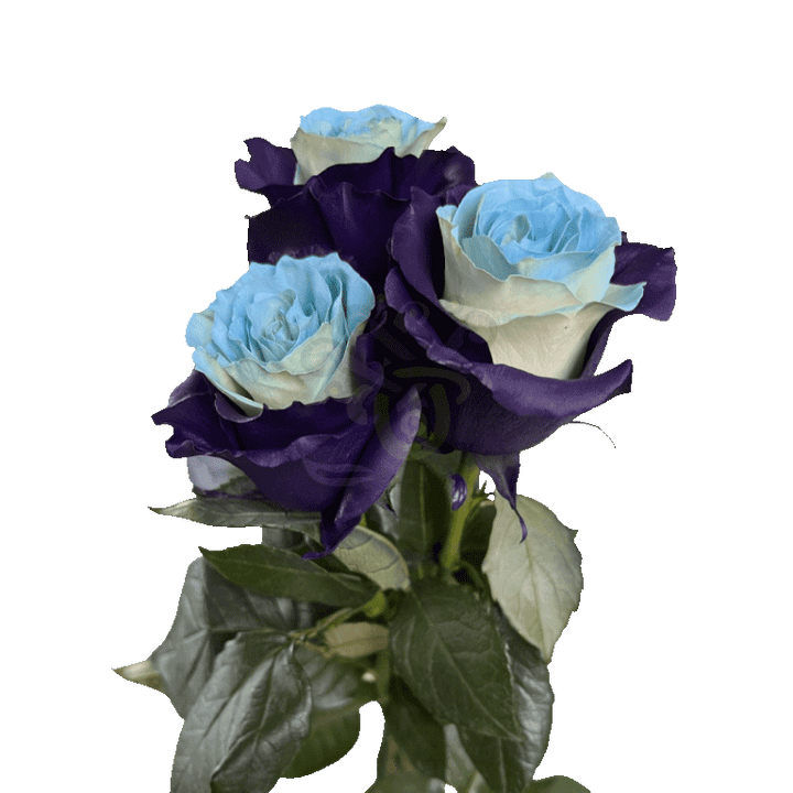 Bleu Lavende Tinted Roses 3
