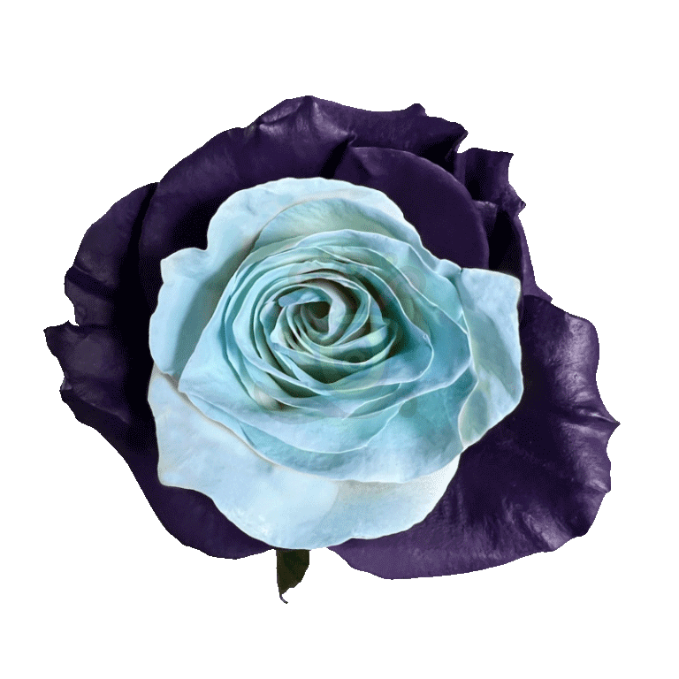 Bleu Lavende Tinted Roses