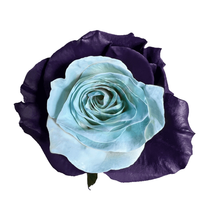 Bleu Lavende Tinted Roses