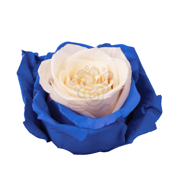 Blue Candy Tinted Roses 2