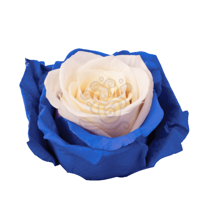 Blue Candy Tinted Roses 2