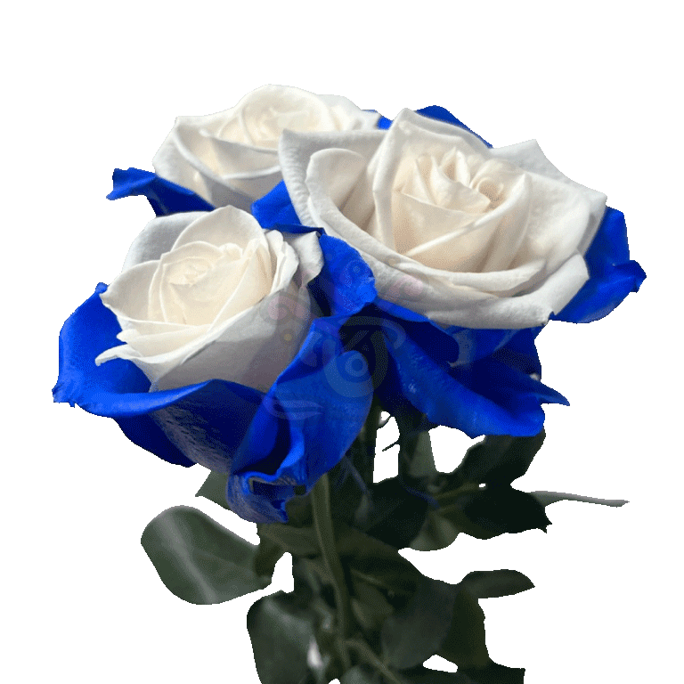 Blue Candy Tinted Roses 3
