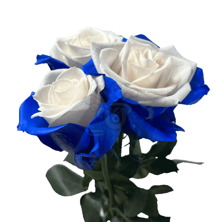 Blue Candy Tinted Roses 3