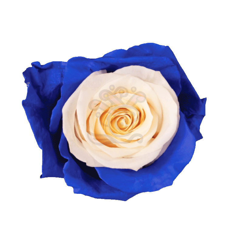 Blue Candy Tinted Roses