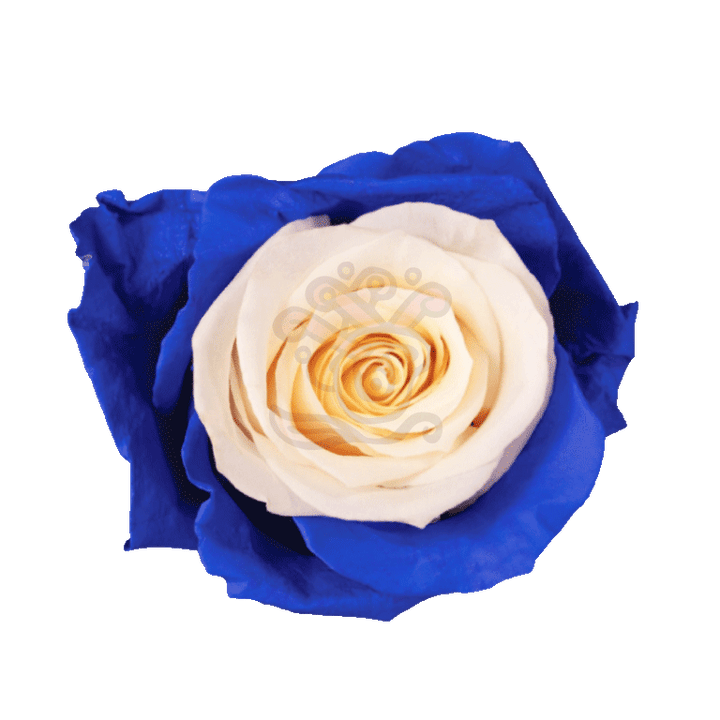 Blue Candy Tinted Roses