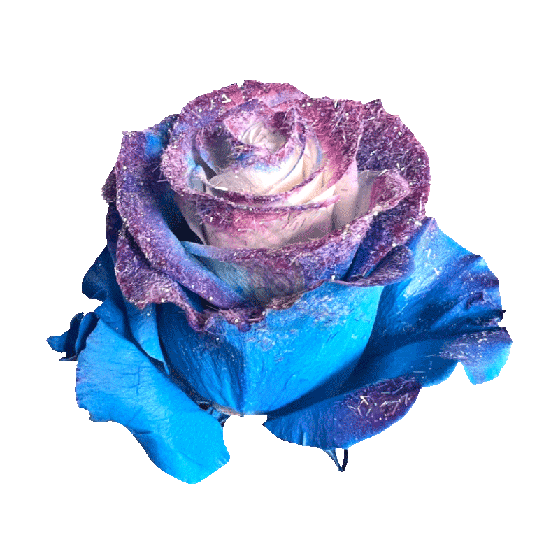 Blue Cosmic Tinted Roses 2