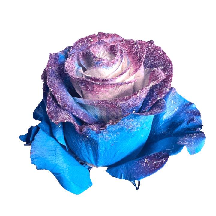 Blue Cosmic Tinted Roses 2