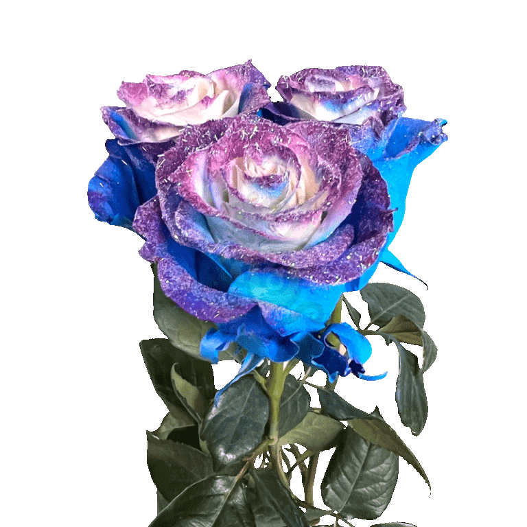 Blue Cosmic Tinted Roses 3