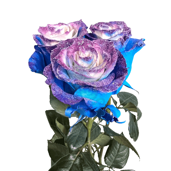 Blue Cosmic Tinted Roses 3