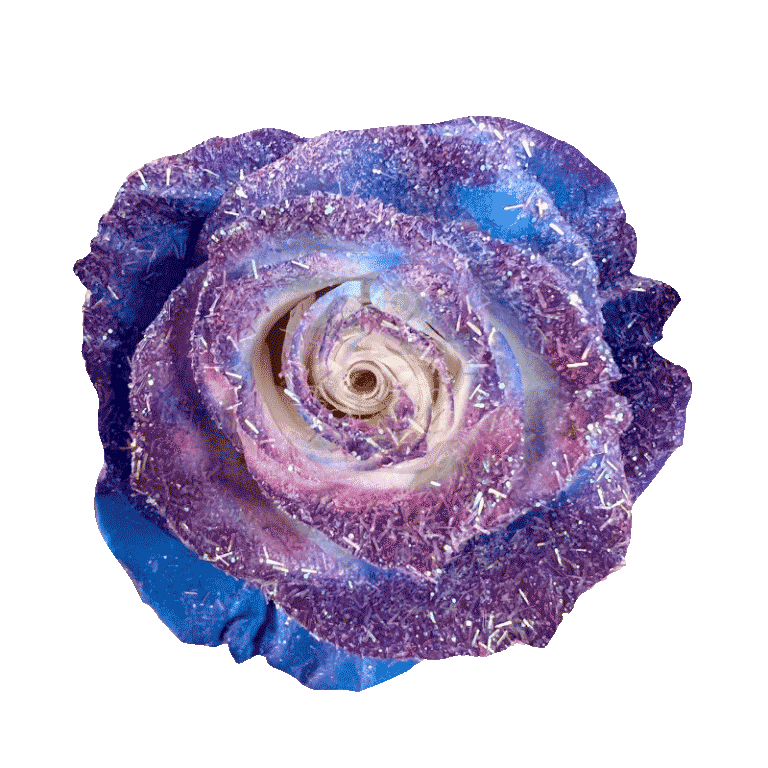 Blue Cosmic Tinted Roses