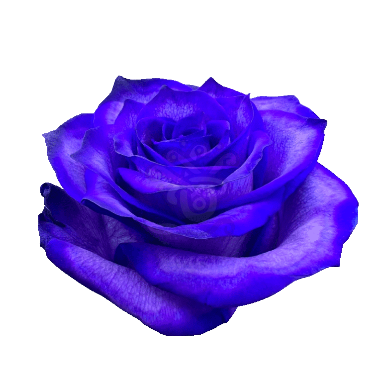 Blue Moon Tinted Roses 2