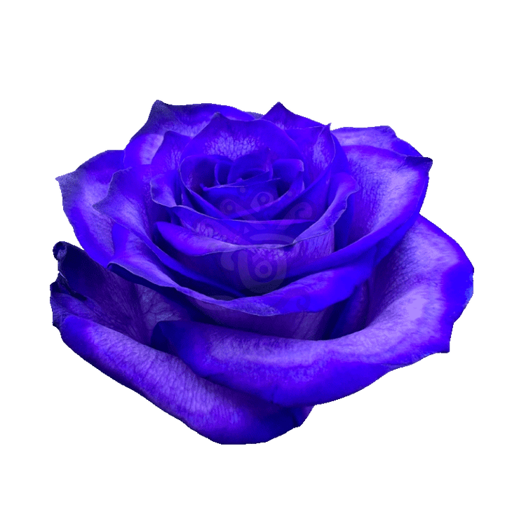 Blue Moon Tinted Roses 2
