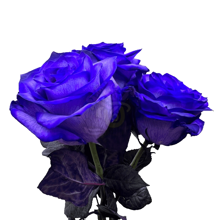 Blue Moon Tinted Roses 3