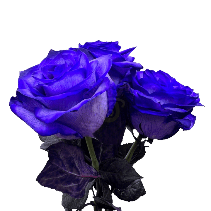 Blue Moon Tinted Roses 3