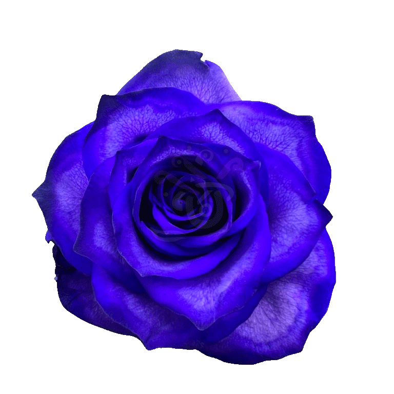 Blue Moon Tinted Roses