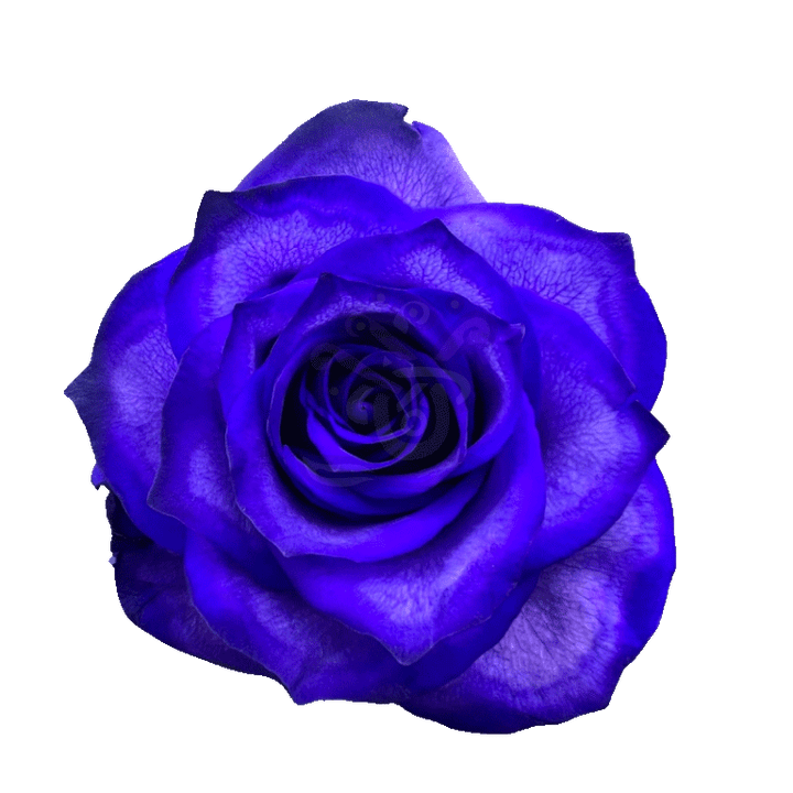 Blue Moon Tinted Roses