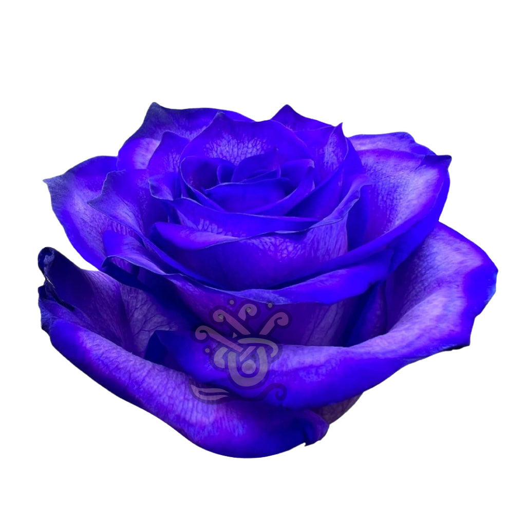 Blue Moon Tinted Roses • Asiri Blooms