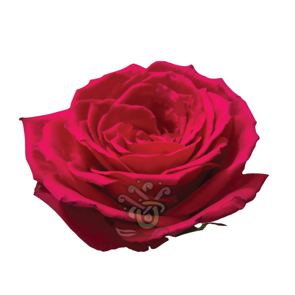 Born Beauty Roses • Asiri Blooms