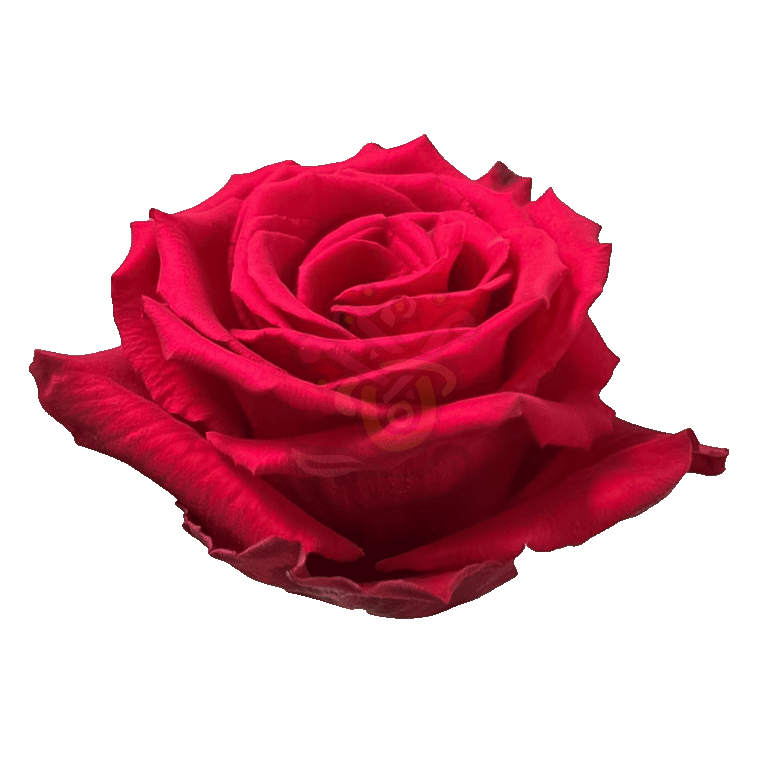 Born Beauty Roses Hot Pink 2