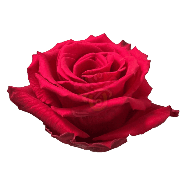 Born Beauty Roses Hot Pink 2
