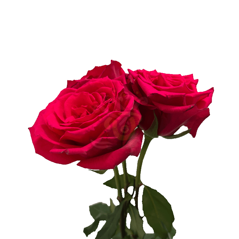 Born Beauty Roses Hot Pink 3