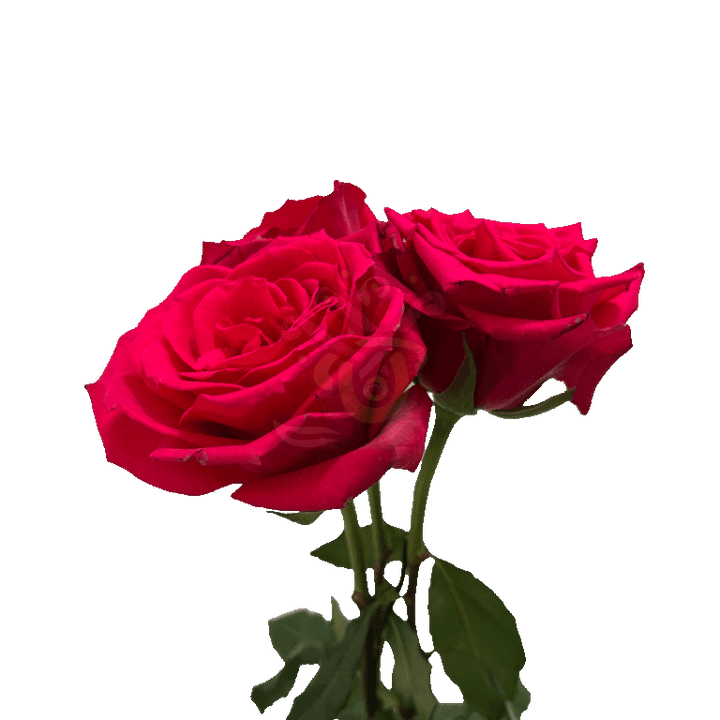 Born Beauty Roses Hot Pink 3