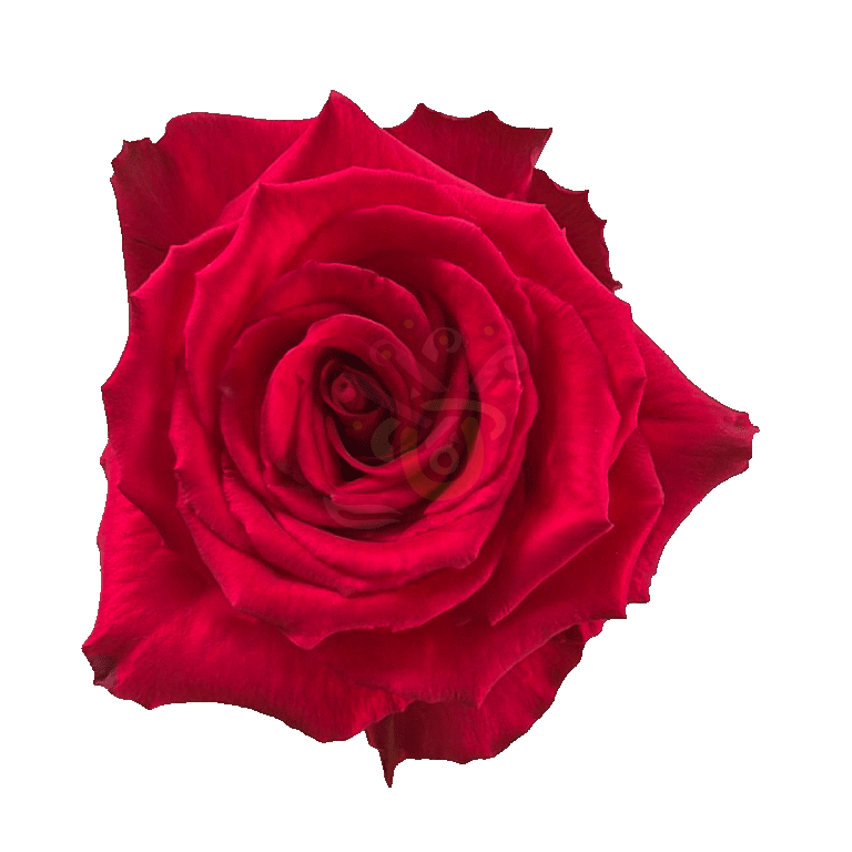 Born Beauty Roses Hot Pink