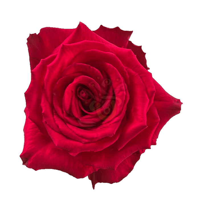Born Beauty Roses Hot Pink