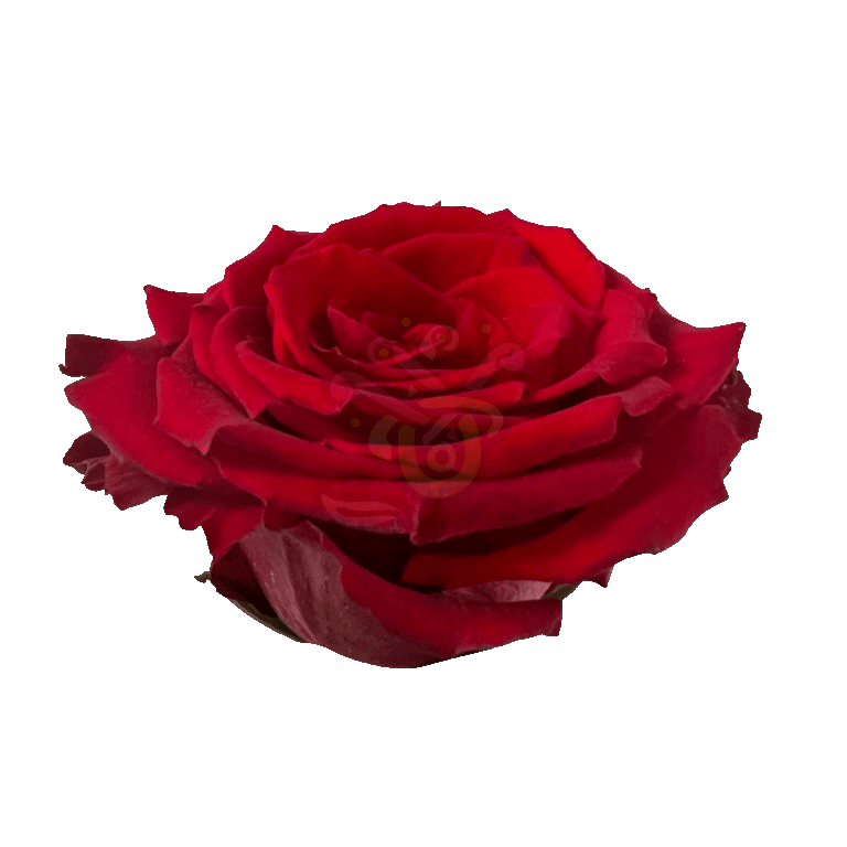 Born Free Roses Red 2