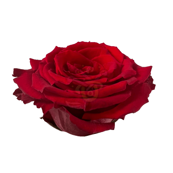 Born Free Roses Red 2