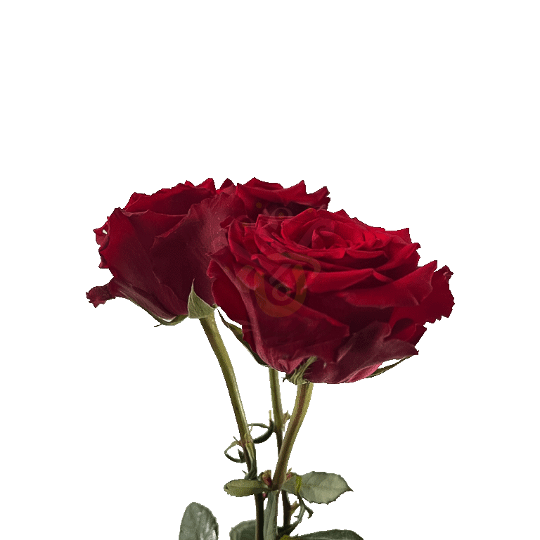 Born Free Roses Red 3