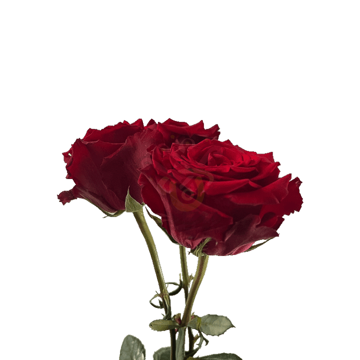 Born Free Roses Red 3