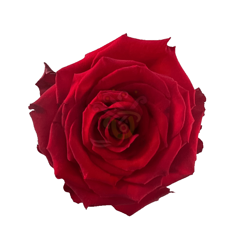 Born Free Roses Red