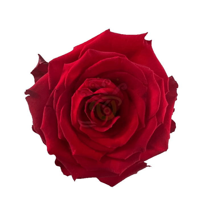 Born Free Roses Red