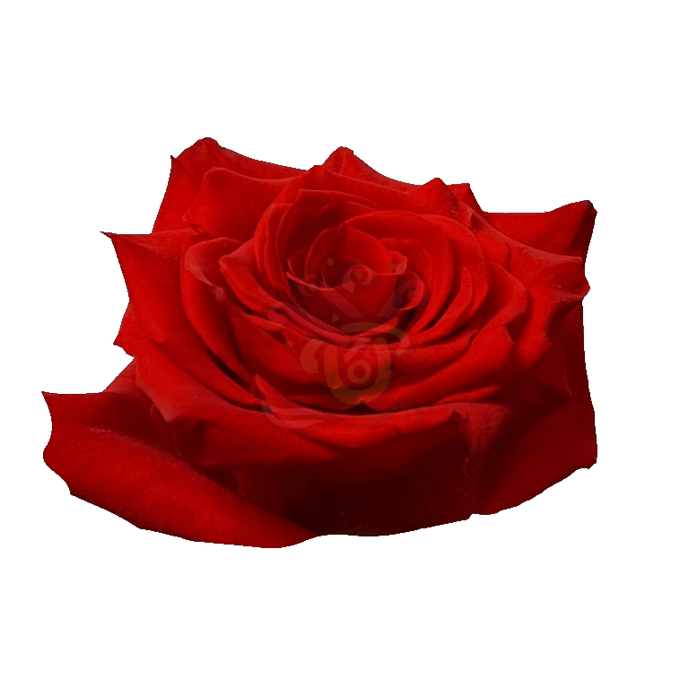 Born Happy Roses Orange 2
