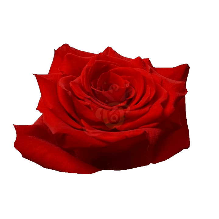 Born Happy Roses Orange 2