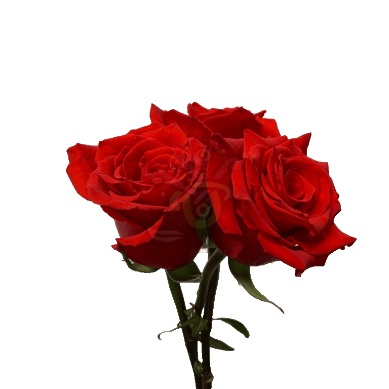 Born Happy Roses Orange 3