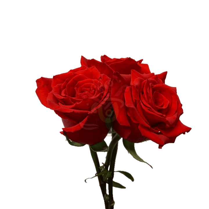 Born Happy Roses Orange 3