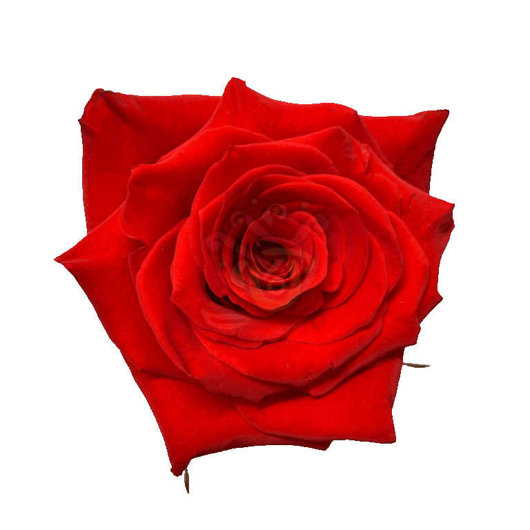 Born Happy Roses Orange