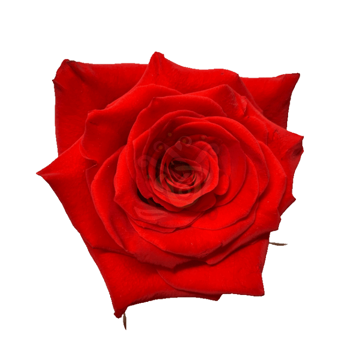 Born Happy Roses Orange