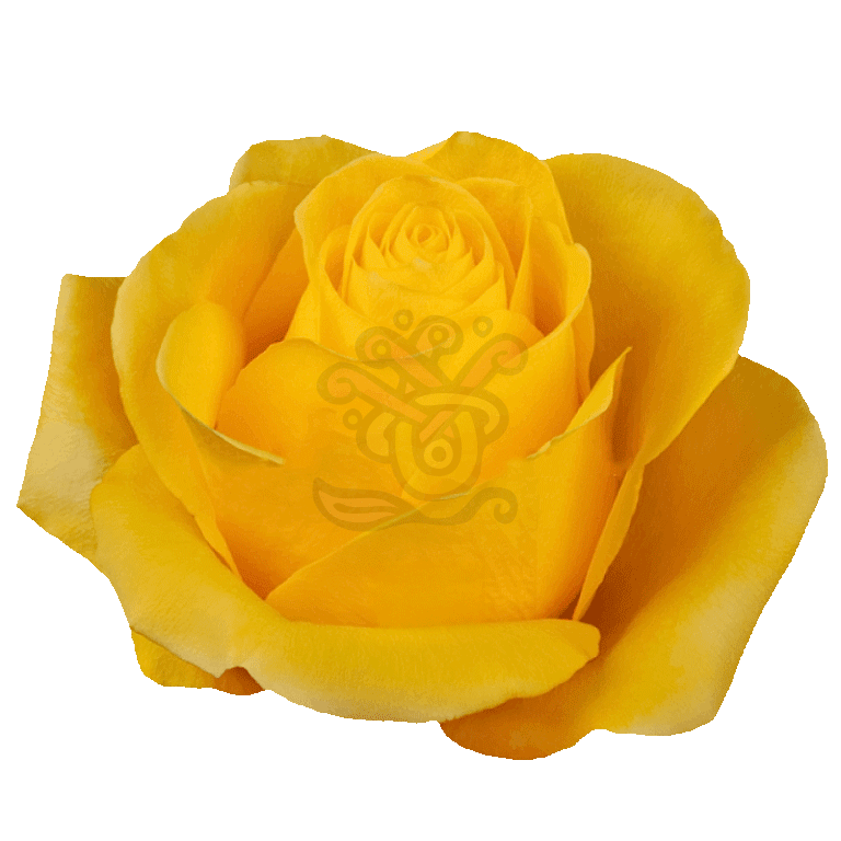 Brighton Roses Yellow 2