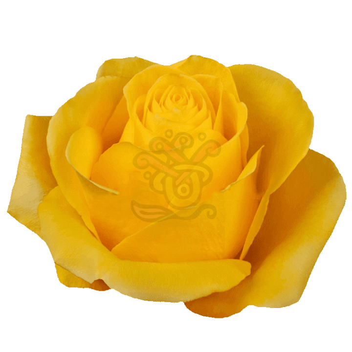 Brighton Roses Yellow 2