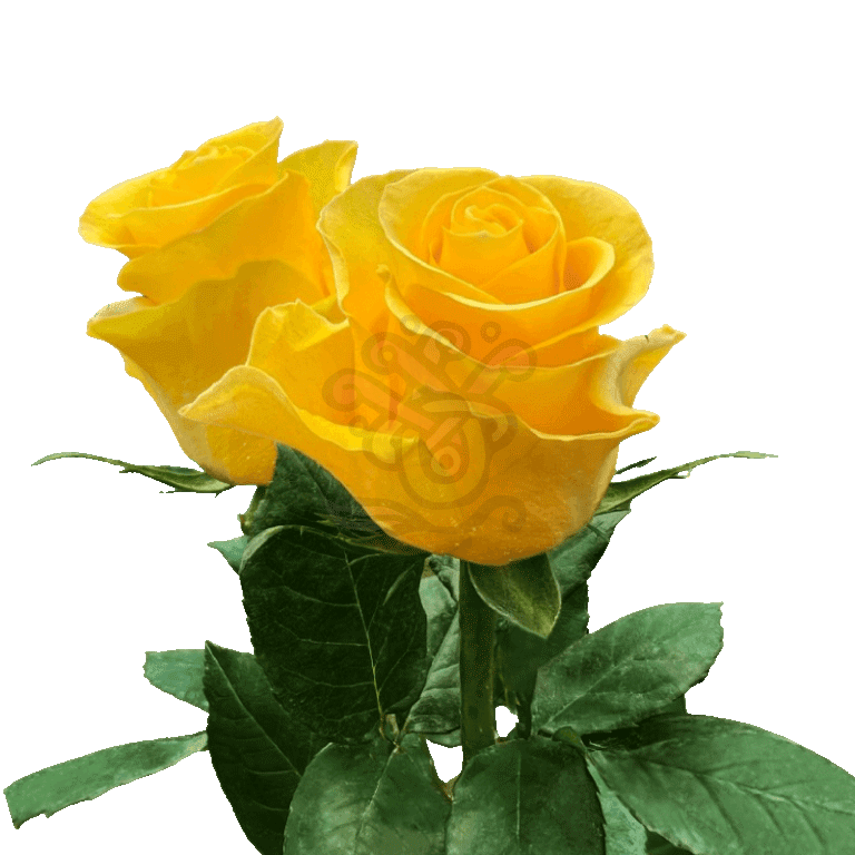 Brighton Roses Yellow 3
