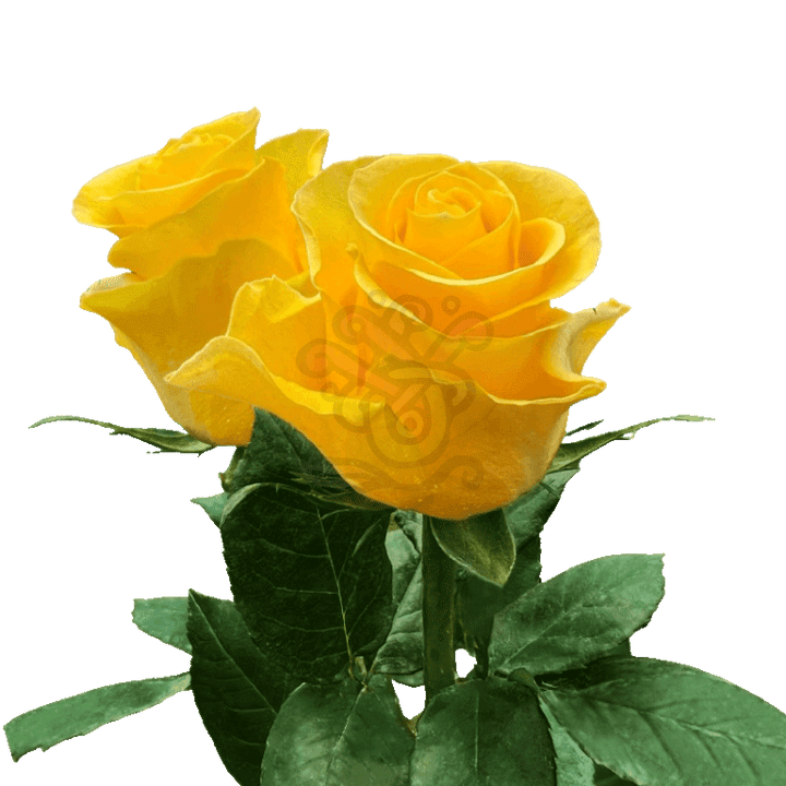 Brighton Roses Yellow 3