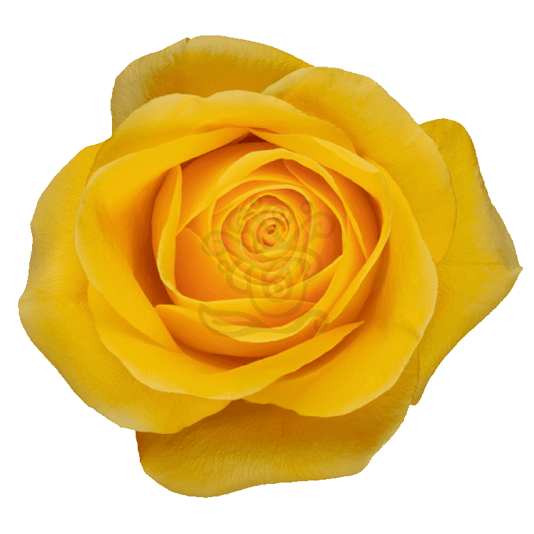 Brighton Roses Yellow